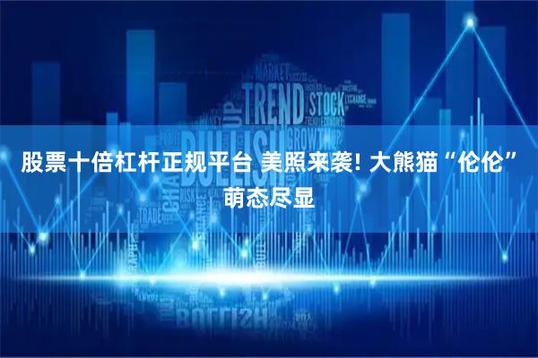 股票十倍杠杆正规平台 美照来袭! 大熊猫“伦伦”萌态尽显